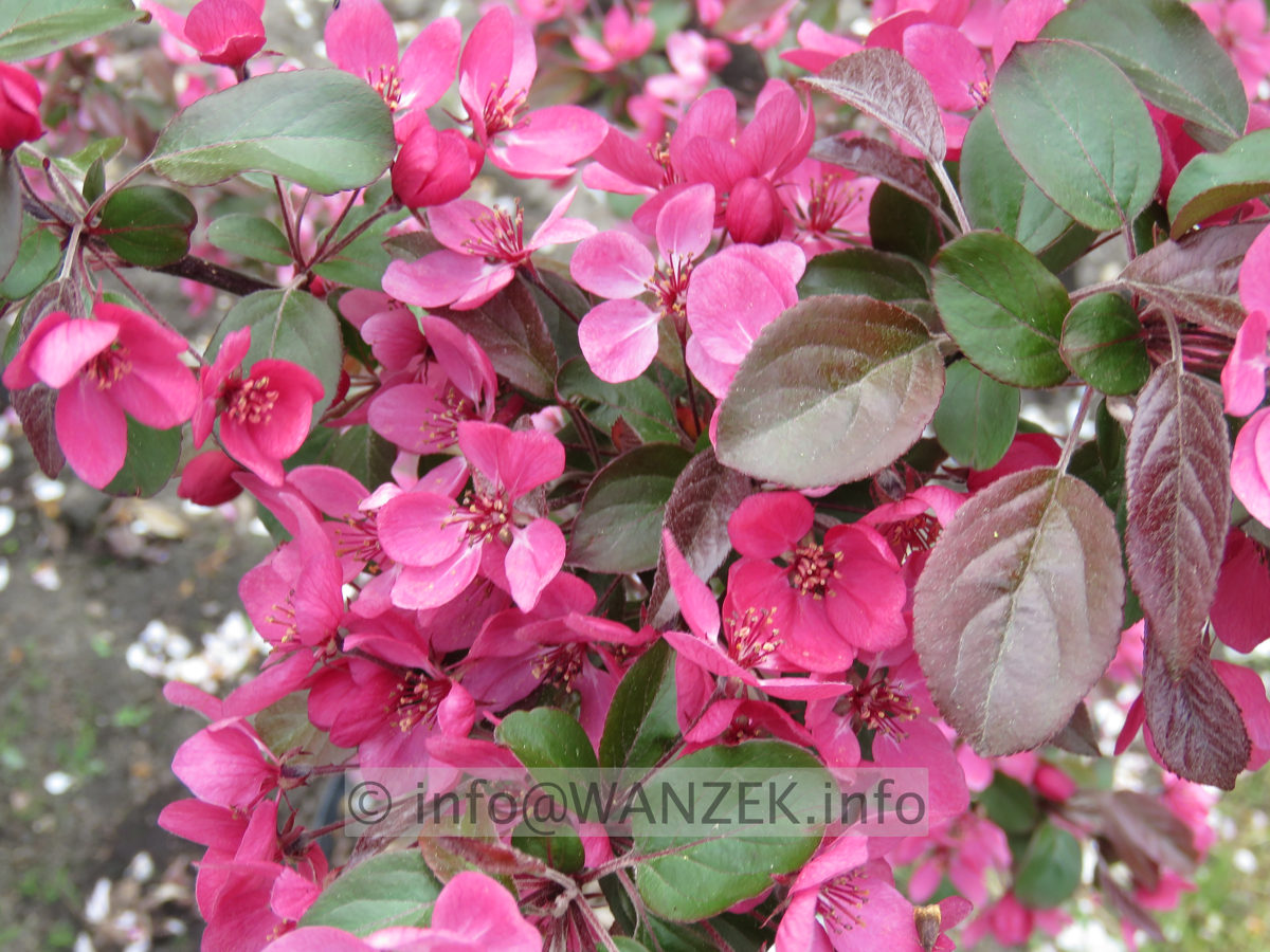 Malus Rudolph 04 Bluetenmacro.JPG